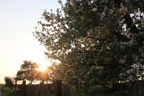 Apfelbaum in Blüte
