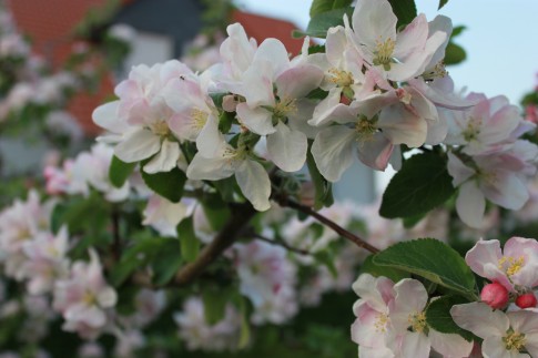 Apfelbaumblüten