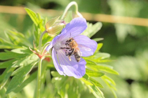 Biene auf Blume