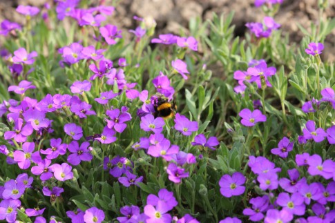 Blumen