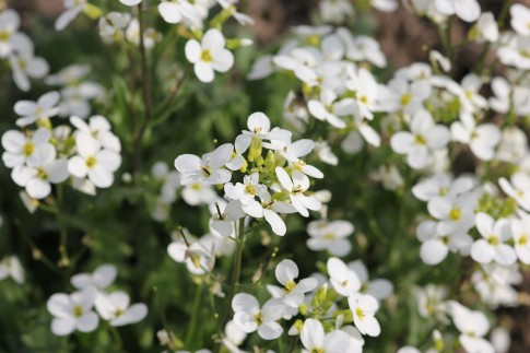 weiße Blumen
