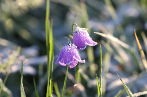 Glockenblume mit Eis