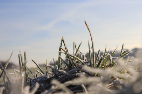 Gras im Winter