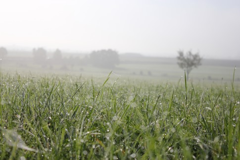 Gras mit Tau