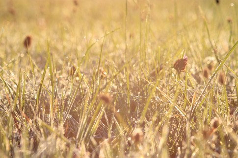 Gras mit Morgentau
