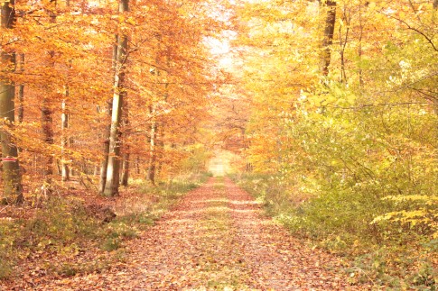 Herbstwald