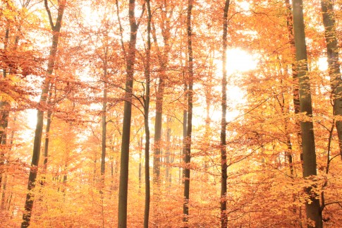 Herbstwald