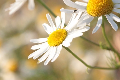 Margeriten