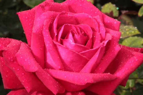Rote Rose mit Regentropfen