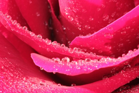 Rote Rosenblätter mit Regentropfen