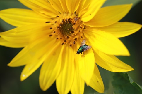 Sonnenblume mit Fliege