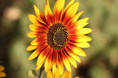 Sonnenblume