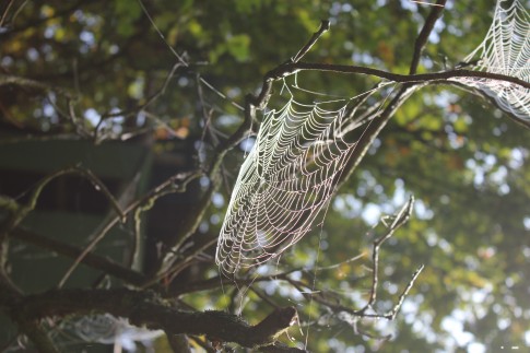 Spinnennetz mit Tau