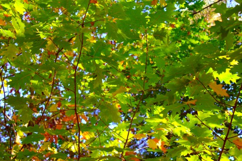 Wald im Spätsommer