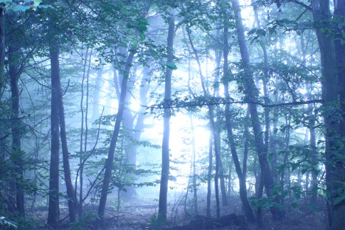 Wald im Nebel